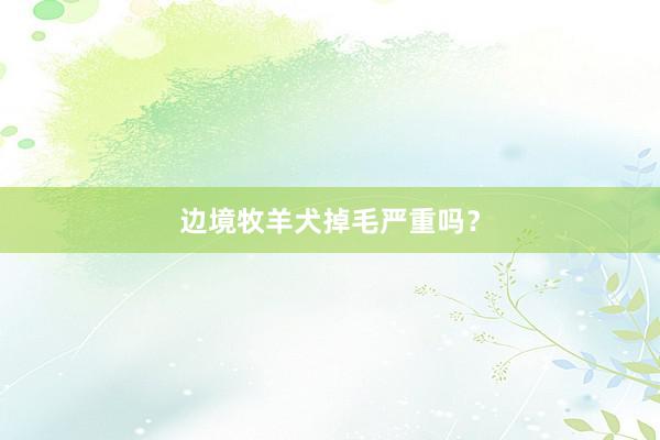 边境牧羊犬掉毛严重吗？